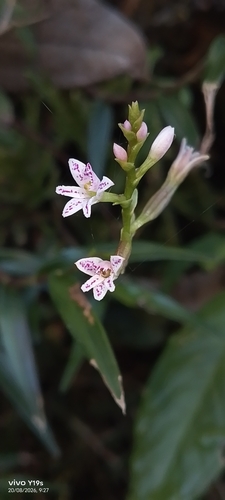 Epidendrum fimbriatum, photograph 5
