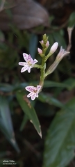 Epidendrum fimbriatum, photograph author not stated, no rights reserved