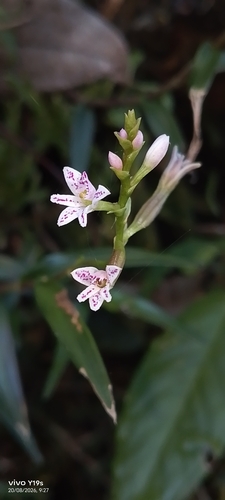 Epidendrum fimbriatum, photograph 6