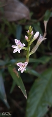 Epidendrum fimbriatum, photograph author not stated, no rights reserved