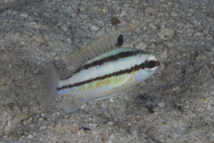 Scolopsis margaritifera