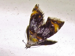 Prochoreutis inflatella