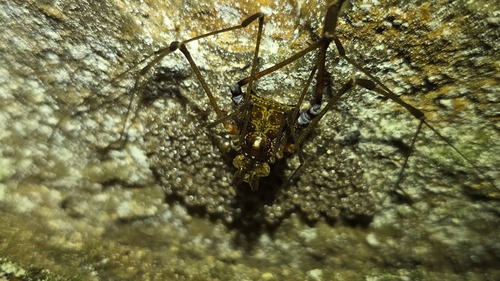 Acutisoma longipes