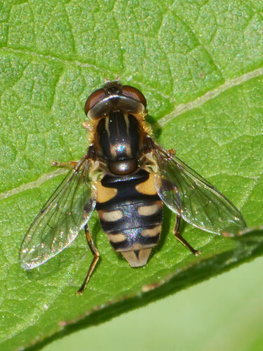 Dusky Bog Fly