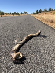 Aspidites melanocephalus