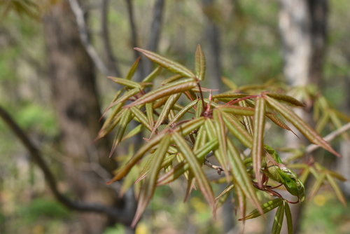 Image of Acer mandshuricum by (c) Repina Tatyana, some rights reserved (CC BY)