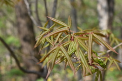 Acer mandshuricum