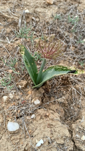 Allium protensum