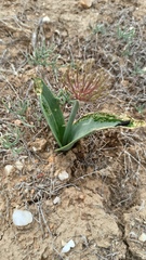 Allium protensum
