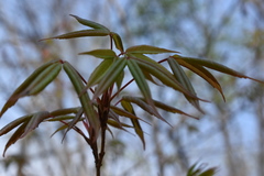 Acer mandshuricum