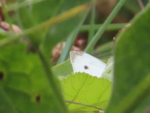 Small White