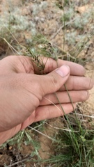 Poa bulbosa, photograph (c) ivansemenkov, some rights reserved (CC BY)