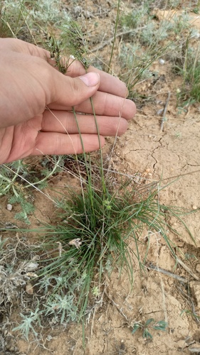 Poa bulbosa, photograph 4