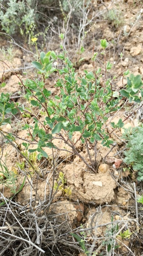 Rosa persica, photograph 3