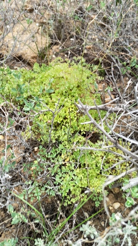 Thalictrum isopyroides, photograph 2