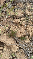 Poa bulbosa, photograph (c) ivansemenkov, some rights reserved (CC BY)