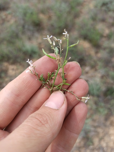 Chorispora tenella, photograph 4