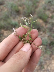 Chorispora tenella, photograph (c) ivansemenkov, some rights reserved (CC BY)