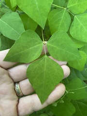Amphicarpaea bracteata comosa