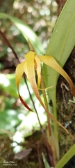 Maxillaria lepidota