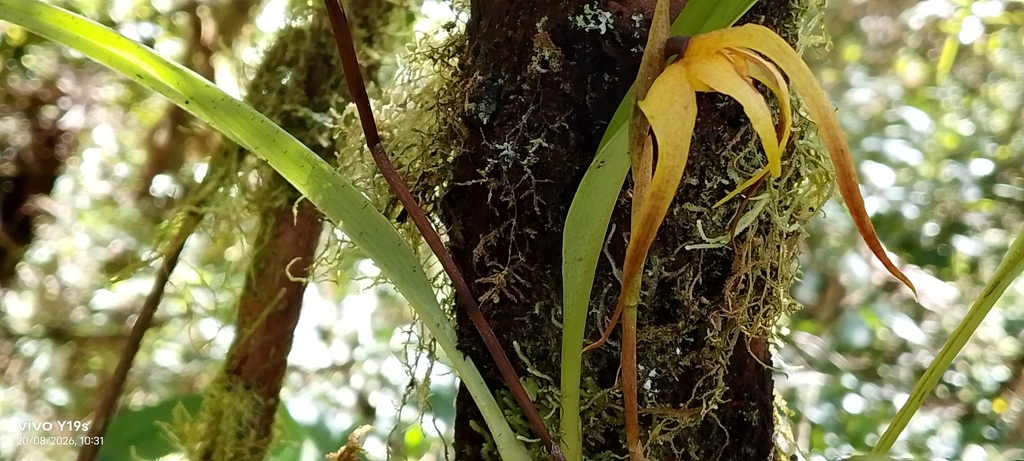 Maxillaria lepidota; photograph author not stated, no rights reserved