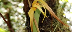 author not stated, no rights reserved Maxillaria lepidota, photograph author not stated, no rights reserved