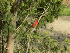 Cardinalis cardinalis