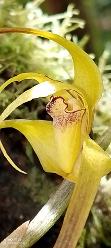 Maxillaria lepidota, photograph 3