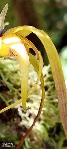 Maxillaria lepidota, photograph 4