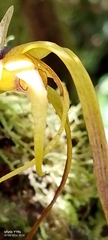 author not stated, no rights reserved Maxillaria lepidota, photograph author not stated, no rights reserved