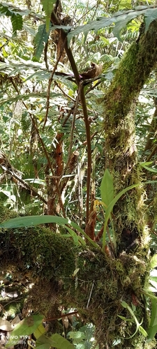 Maxillaria lepidota, photograph 5