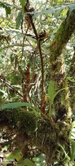 author not stated, no rights reserved Maxillaria lepidota, photograph author not stated, no rights reserved