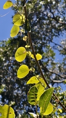 Passiflora actinia, photograph (c) fmunoz, some rights reserved (CC BY)