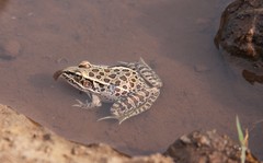 Lithobates magnaocularis