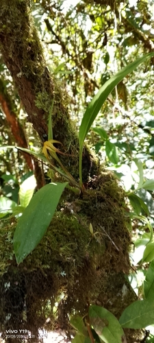 Maxillaria lepidota, photograph 6