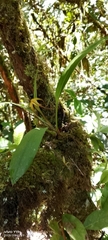 Maxillaria lepidota, photograph author not stated, no rights reserved