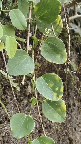 Passiflora actinia