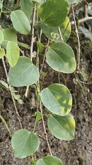 Passiflora actinia