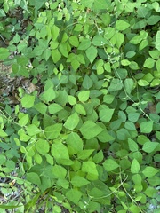 Amphicarpaea bracteata comosa