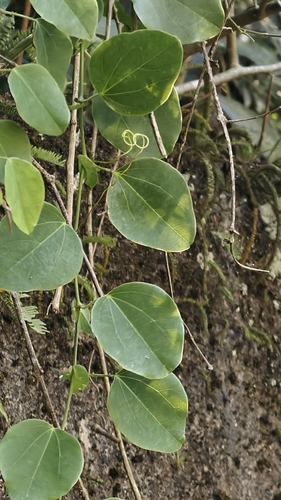 Passiflora actinia, photograph 2