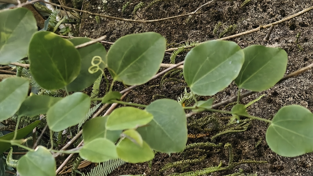 Passiflora actinia; photograph (c) fmunoz, some rights reserved (CC BY)