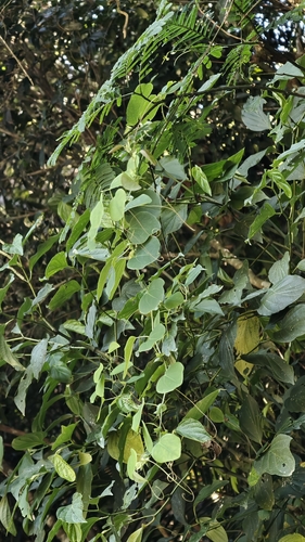 Passiflora actinia, photograph 3