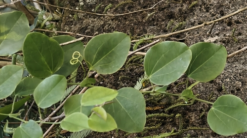 Passiflora actinia, photograph 4