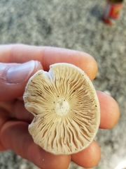 Amanita verna