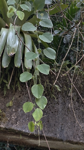 Passiflora actinia, photograph 5