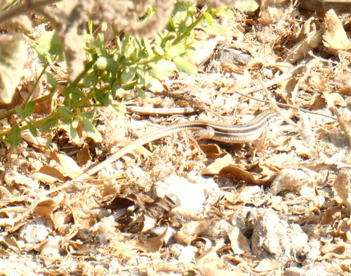iNaturalist observation photo of Sonoran Spotted Whiptail