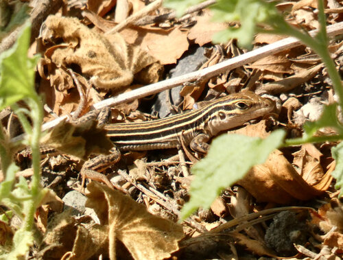 iNaturalist observation photo of Sonoran Spotted Whiptail