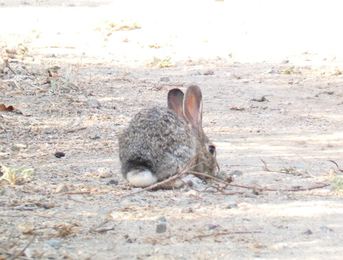 iNaturalist observation photo of Desert Cottontail