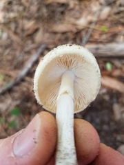 Amanita verna