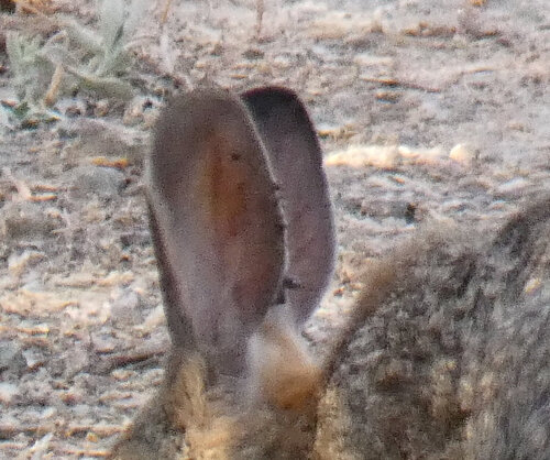 iNaturalist observation photo of Hardbacked Ticks